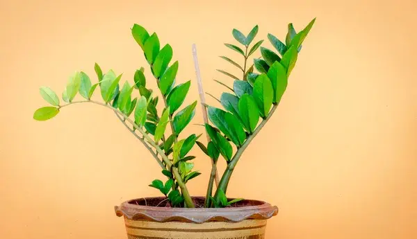 Guia de cultivo para Zamioculcas