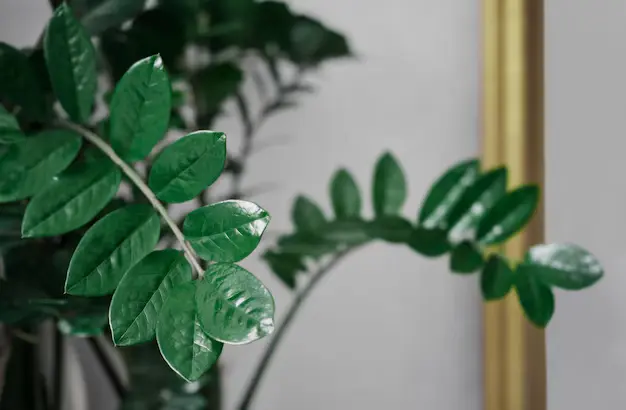 Guia de cultivo para Zamioculcas