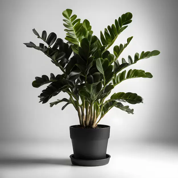 Guia de cultivo para Zamioculcas