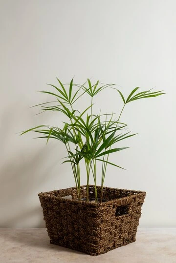 Bambu da sorte Dracaena sanderiana