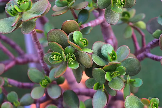 plantas para atrair dinheiro