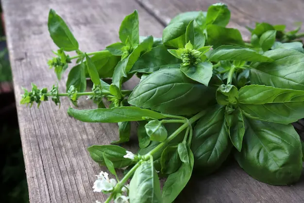 plantas para atrair dinheiro