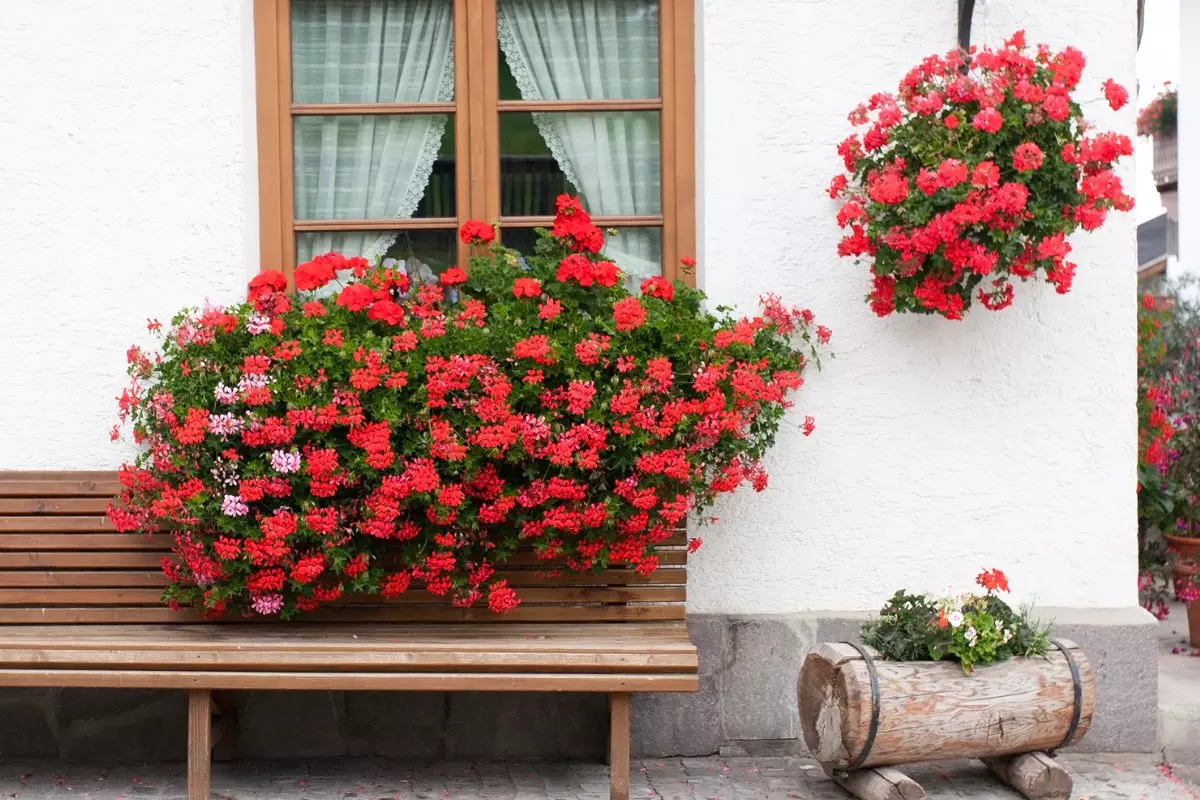 Gerânios 7 dicas para ter flores sempre vibrantes