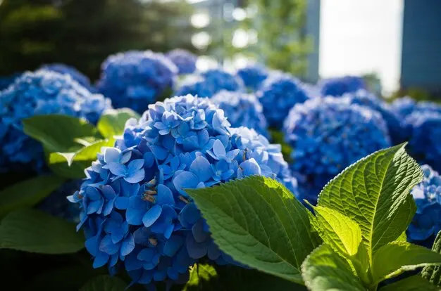 Hortênsias tudo o que você precisa saber sobre o cultivo