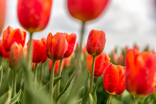 Como plantar tulipas e garantir uma floração exuberante