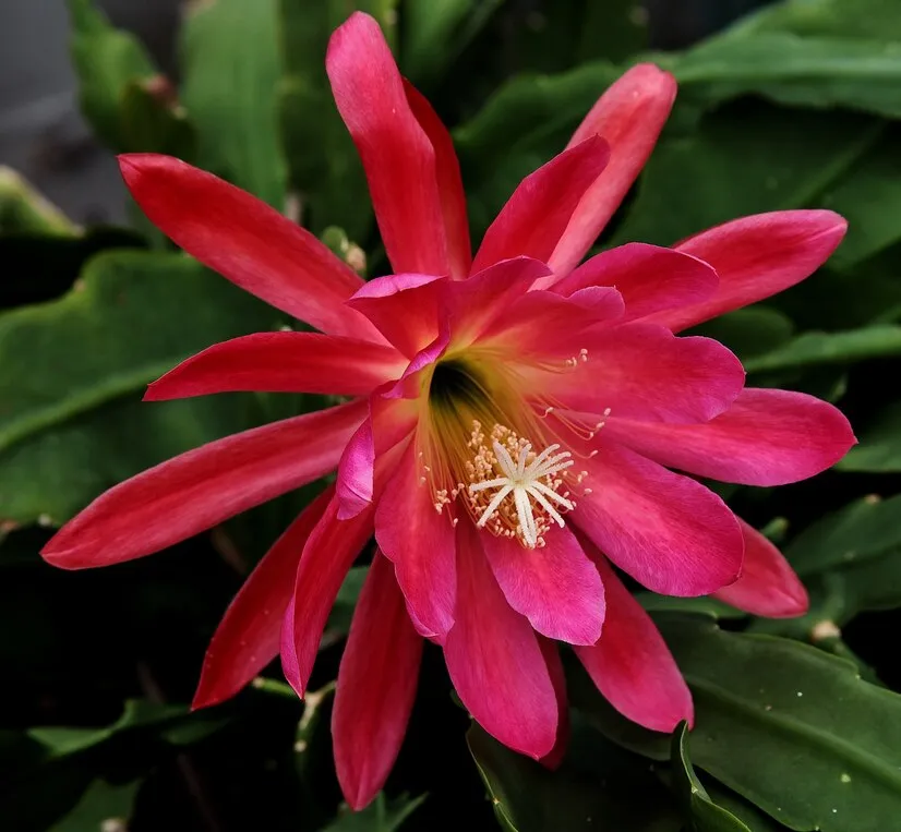 Aprenda a cuidar do epiphyllum oxypetalum