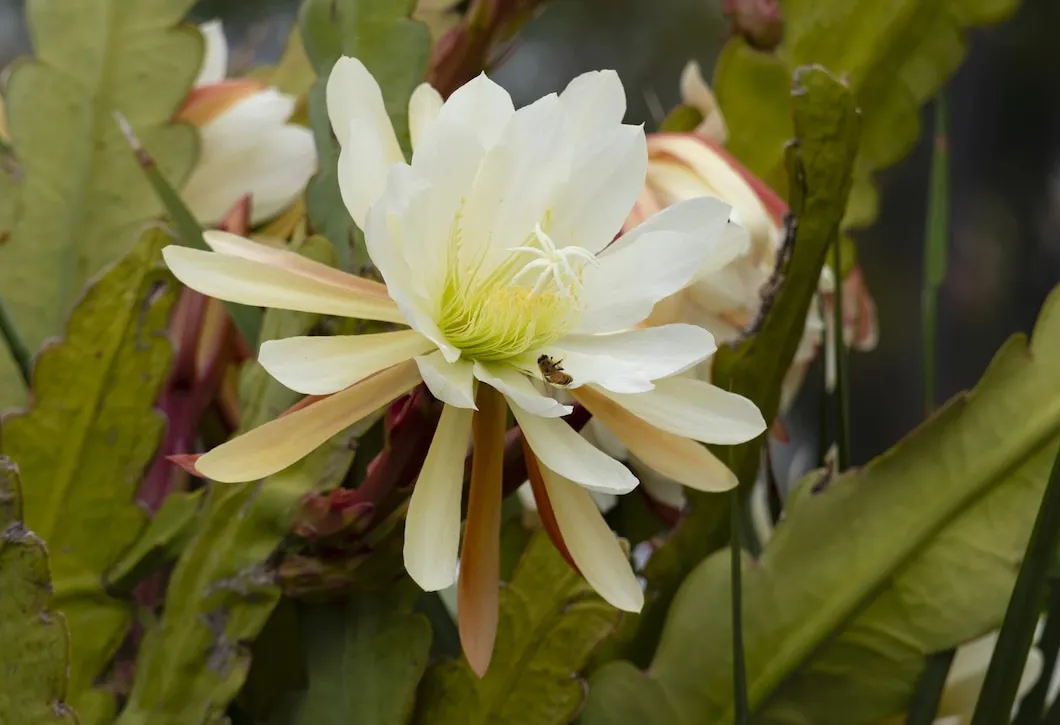 Aprenda a cuidar do epiphyllum oxypetalum