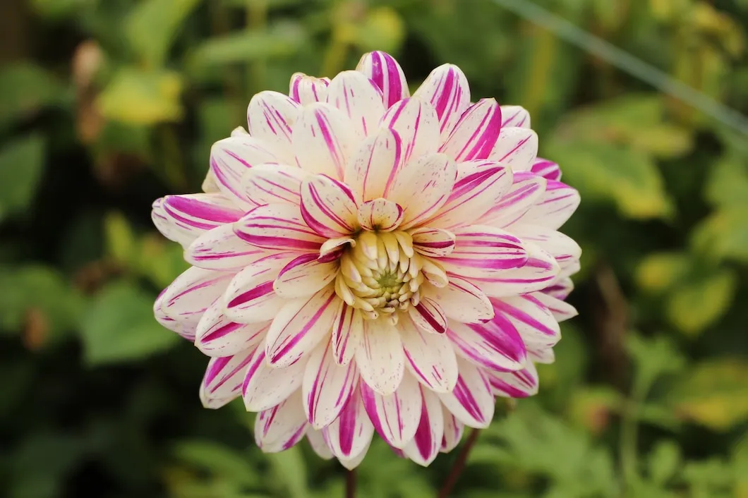 Dália como plantar e manter sua flor resistente