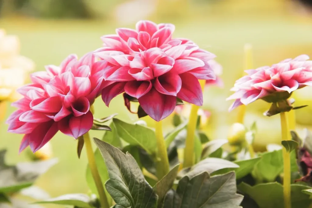 Dália como plantar e manter sua flor resistente